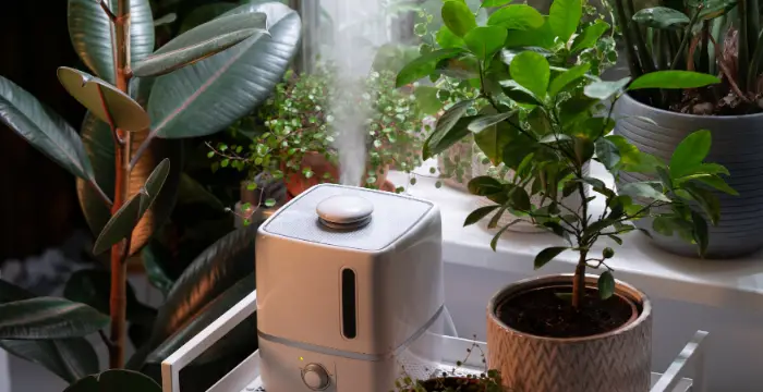 Can I Use a Diffuser as a Humidifier for Plants?