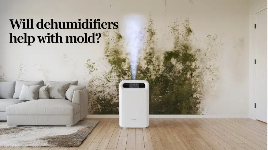 Will Dehumidifiers Help with Mold?