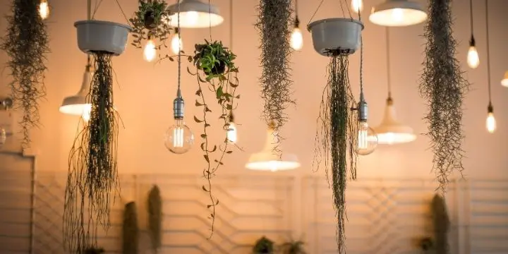 Outdoor Lighting to Enhance Your Backyard Landscape